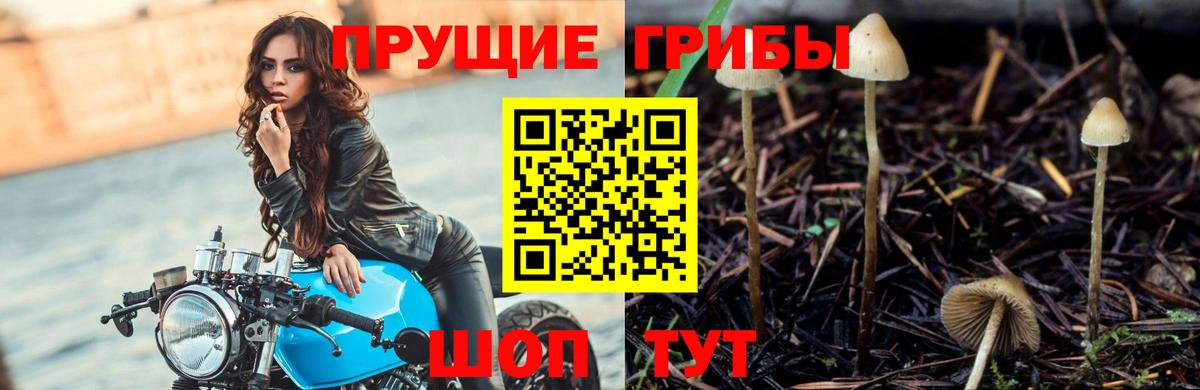 Луховицы  Псилоцибиновые грибы Cubensis  Вход с VPN 